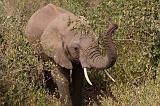 TANZANIA - Lake Manyara National Park - 06